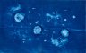 Jellyfish - Cyanotype on cotton, Unique, 47x72 cm